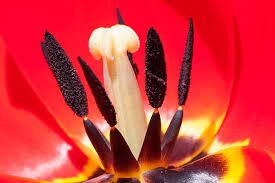 Pentru doamne, masaj gratuit