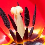 Pentru doamne, masaj gratuit